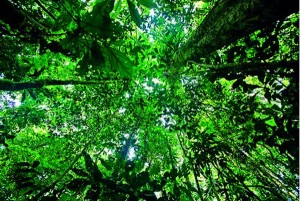 Le parc national Yasuni, dans l'Amazonie équatorienne, est probablement le biote hébergeant la plus grande densité de biodiversité de la planète.